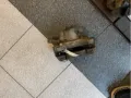 Zacisk hamulcowy przedni lewy Seat Toledo 5P2
